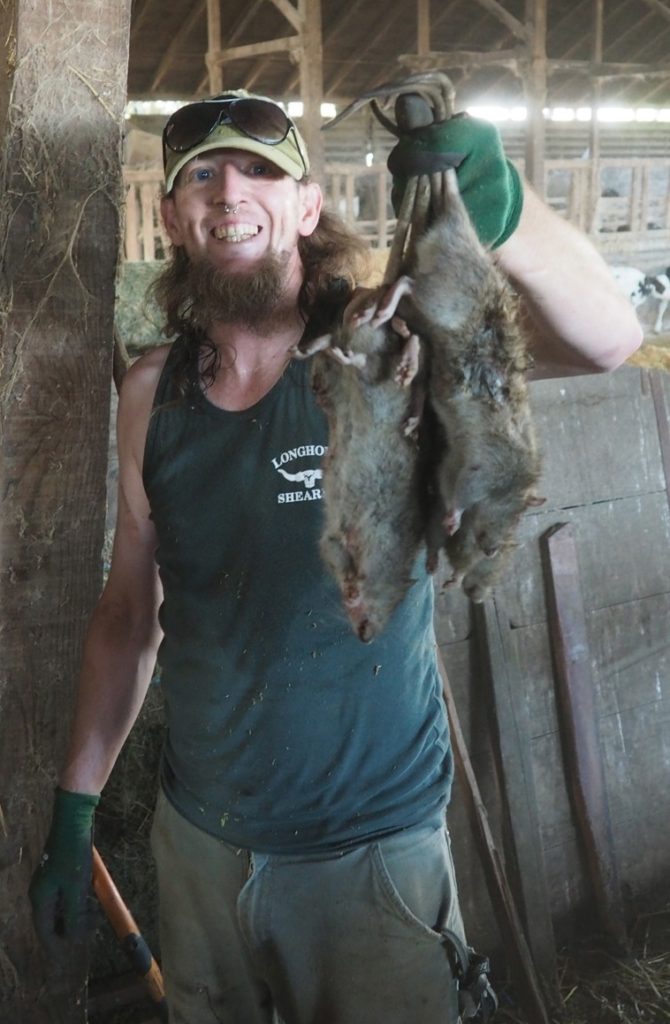 RatHunting Dogs A Historically Organic Option Countryside